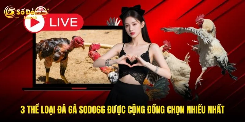 3 thể loại đá gà SODO66 được cộng đồng chọn nhiều nhất 3 thể loại đá gà SODO66 được cộng đồng chọn nhiều nhất