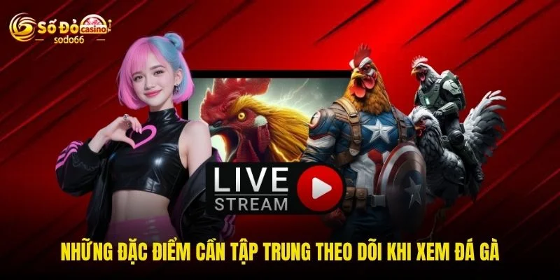 Những đặc điểm cần tập trung theo dõi khi xem đá gà Những đặc điểm cần tập trung theo dõi khi xem đá gà