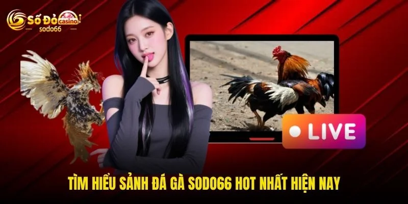 Tìm hiểu sảnh đá gà SODO66 hot nhất hiện nay Tìm hiểu sảnh đá gà SODO66 hot nhất hiện nay